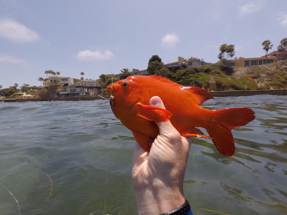 Damselfish, Garibaldi Tayton A.